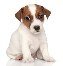 JACK RUSSELL TERRIER